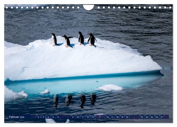 Produktbild: Antarktis Gletscher, Robben, Pinguine (Wandkalender 2026 DIN A4 quer), CALVENDO Monatskalender