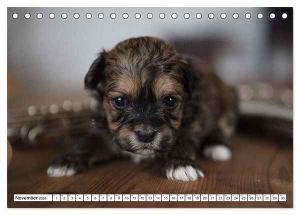 Produktbild: Bolonka Babykalender 2026 (Tischkalender 2026 DIN A5 quer), CALVENDO Monatskalender