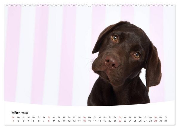 Produktbild: Labrador Welpen - Labrador Puppies (hochwertiger Premium Wandkalender 2026 DIN A2 quer), Kunstdruck in Hochglanz