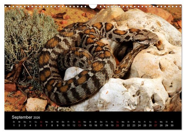 Produktbild: REPTILIEN IM TERRARIUM (Wandkalender 2026 DIN A3 quer), CALVENDO Monatskalender