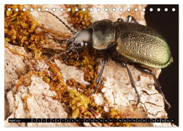 Produktbild: LAUFK&Auml;FER - CARABIDAE (Tischkalender 2027 DIN A5 quer), CALVENDO Monatskalender