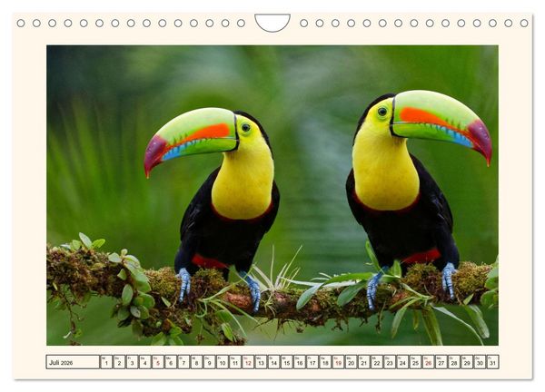 Produktbild: Tukane - Clowns im Dschungel (Wandkalender 2026 DIN A4 quer), CALVENDO Monatskalender