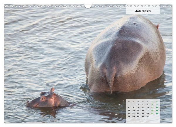 Produktbild: Nilpferde, Kolosse im Wasser (Wandkalender 2026 DIN A3 quer), CALVENDO Monatskalender