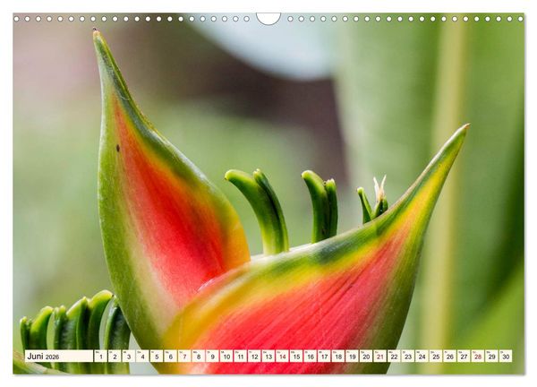Produktbild: Costa Rica - Farben des Regenwaldes (Wandkalender 2026 DIN A3 quer), CALVENDO Monatskalender
