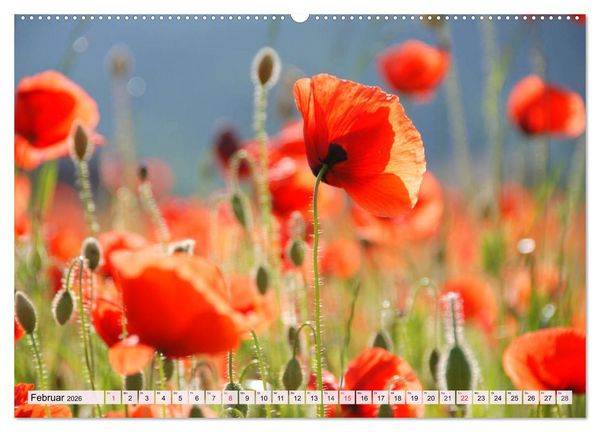 Produktbild: Mohnblumen. Leuchtender Liebreiz auf Wiesen und in G&auml;rten (Wandkalender 2026 DIN A2 quer), CALVENDO Monatskalender