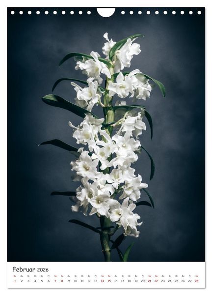 Produktbild: Orchideen Zauber (Wandkalender 2026 DIN A4 hoch), CALVENDO Monatskalender