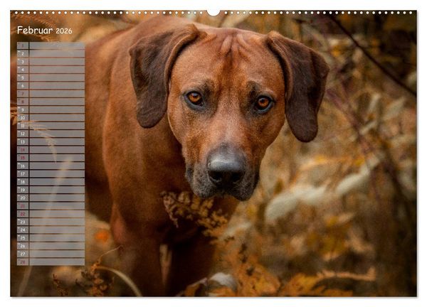 Produktbild: Rhodesian Ridgeback - Herzen auf vier Pfoten (hochwertiger Premium Wandkalender 2026 DIN A2 quer), Kunstdruck in Hochglanz