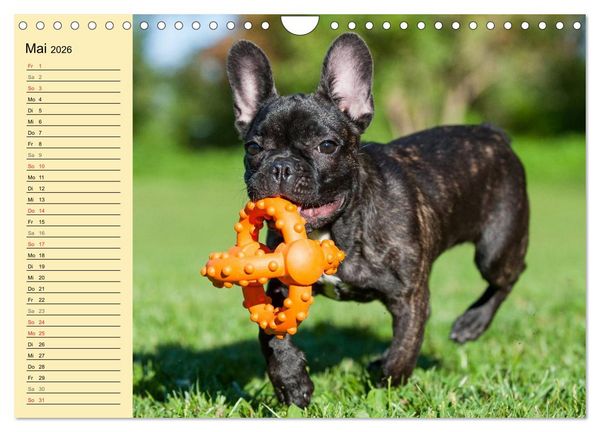 Produktbild: Franz&ouml;sische Bulldogge - Clown auf 4 Pfoten (Wandkalender 2026 DIN A4 quer), CALVENDO Monatskalender