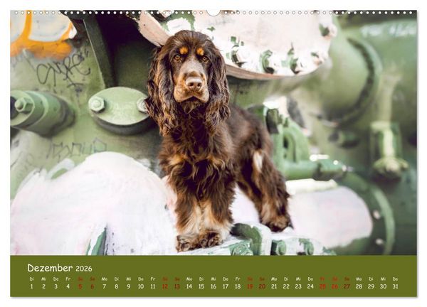 Produktbild: Elvis ein Engl. Cocker Spaniel wird Gro&szlig; (Wandkalender 2026 DIN A2 quer), CALVENDO Monatskalender