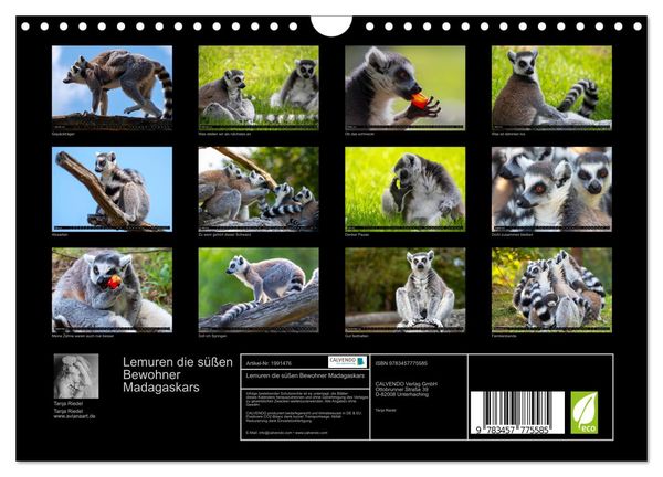 Produktbild: Lemuren die s&uuml;&szlig;en Bewohner Madagaskars (Wandkalender 2026 DIN A4 quer), CALVENDO Monatskalender