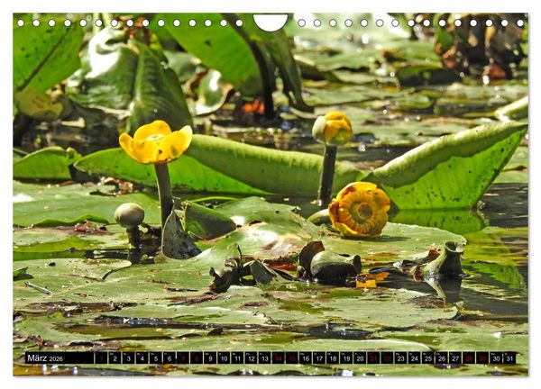 Produktbild: Naturwunder Wald (Wandkalender 2026 DIN A4 quer), CALVENDO Monatskalender