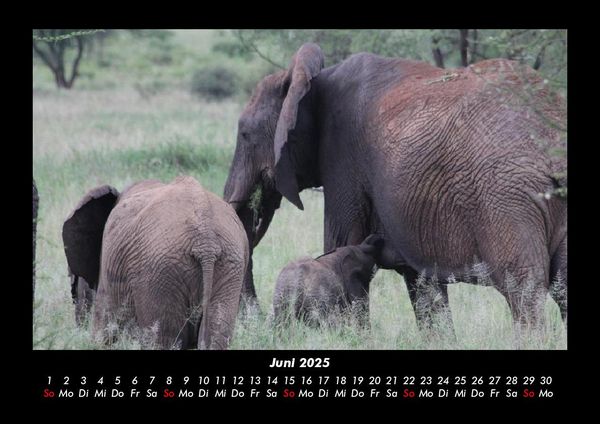 Produktbild: Elefanten 2025 Fotokalender DIN A3