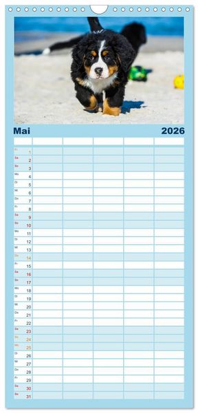 Produktbild: Familienplaner 2026 - Seeb&auml;rchen entdecken die Welt - Berner Sennenhunde mit 5 Spalten (Wandkalender, 21 x 45 cm) CALVENDO