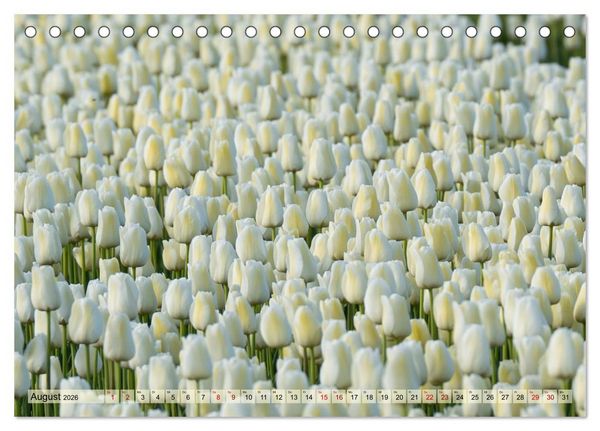 Produktbild: Tulpen - Hollands Stolz (Tischkalender 2026 DIN A5 quer), CALVENDO Monatskalender