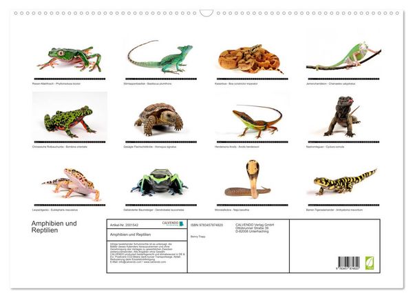 Produktbild: Amphibien und Reptilien (Wandkalender 2026 DIN A2 quer), CALVENDO Monatskalender