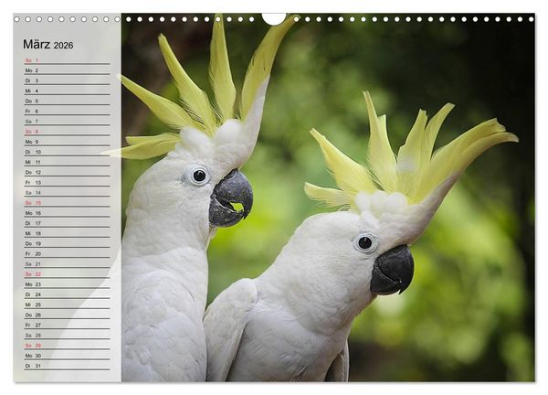 Produktbild: Papageien. Bunt, laut und klug (Wandkalender 2026 DIN A3 quer), CALVENDO Monatskalender