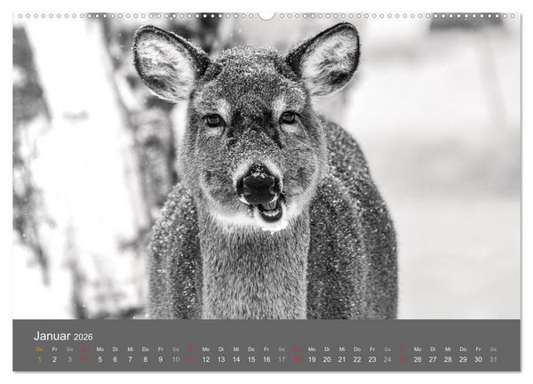 Produktbild: Tierische Augenblicke in Schwarz-Wei&szlig; (hochwertiger Premium Wandkalender 2026 DIN A2 quer), Kunstdruck in Hochglanz