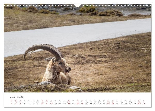 Produktbild: Les Hautes-Alpes sur les chemins des marmottes (Calendrier mural 2026 DIN A3 vertical), CALVENDO calendrier mensuel