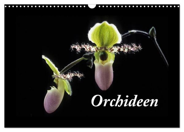 Produktbild: Orchideen 2026 (Wandkalender 2026 DIN A3 quer), CALVENDO Monatskalender