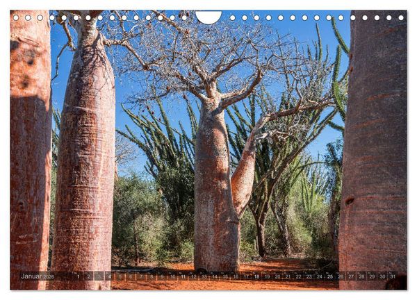 Produktbild: Zauberwald Ifaty &middot; Traumhafte Baobabs in Madagaskar (Wandkalender 2026 DIN A4 quer), CALVENDO Monatskalender