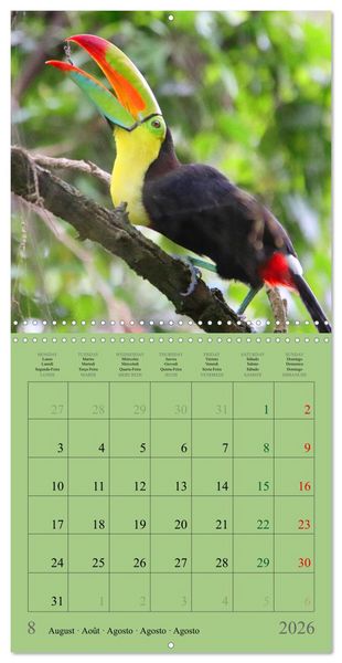 Produktbild: Costa Rican Birds (Wall Calendar 2026 12 &times; 12 Inch) CALVENDO 12 Month Wall Calendar