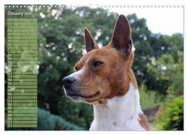 Produktbild: Basenji the African Barkless Dog (Wall Calendar 2027 DIN A3 landscape), CALVENDO 12 Month Wall Calendar
