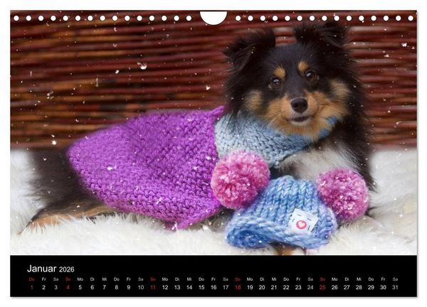 Produktbild: Wir lieben Shelties (Wandkalender 2026 DIN A4 quer), CALVENDO Monatskalender