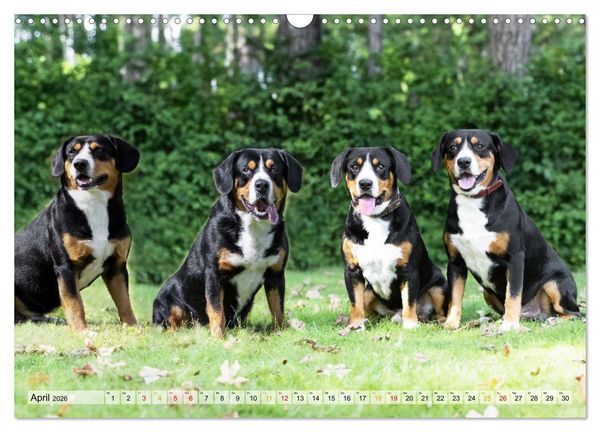 Produktbild: Entlebucher - Temperamentvolle Schweizer Sennenhunde (Wandkalender 2026 DIN A3 quer), CALVENDO Monatskalender