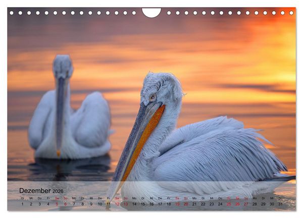 Produktbild: Krauskopfpelikane (Wandkalender 2026 DIN A4 quer), CALVENDO Monatskalender