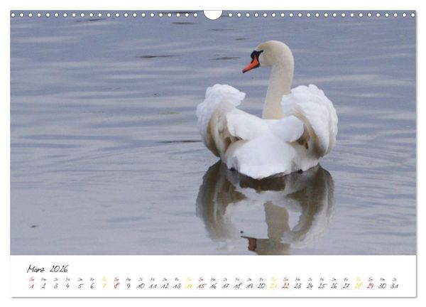Produktbild: Schw&auml;ne, Liebe f&uuml;r die Ewigkeit (Wandkalender 2026 DIN A3 quer), CALVENDO Monatskalender