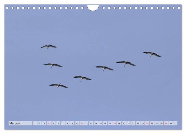 Produktbild: Kraniche auf dem Weg nach S&uuml;den (Wandkalender 2025 DIN A4 quer), CALVENDO Monatskalender