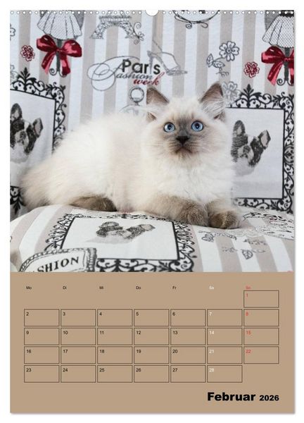 Produktbild: Ragdolls zum Verlieben (Wandkalender 2026 DIN A2 hoch), CALVENDO Monatskalender
