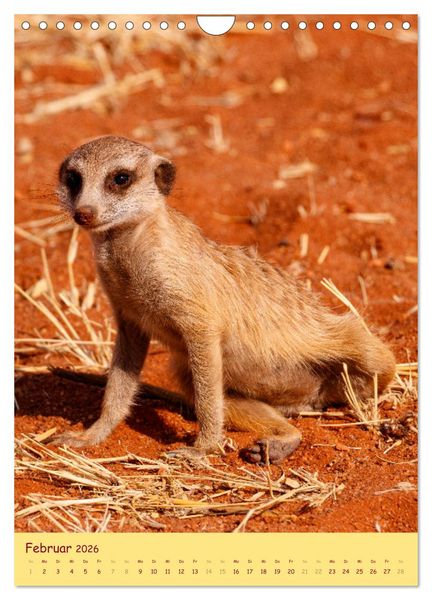 Produktbild: Erdm&auml;nnchen - Eine Kolonie in der Kalahari (Wandkalender 2026 DIN A4 hoch), CALVENDO Monatskalender