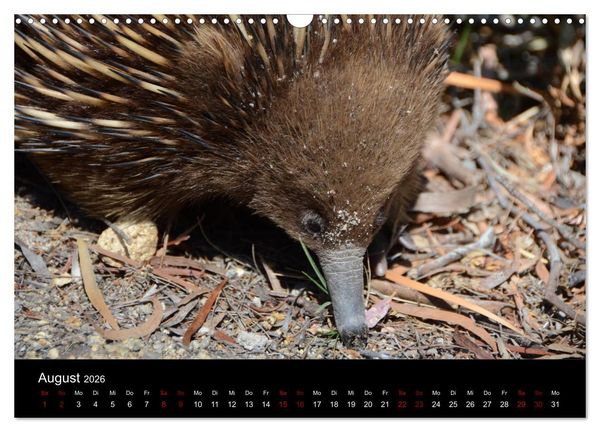 Produktbild: Australian Wildlife (Wandkalender 2026 DIN A3 quer), CALVENDO Monatskalender