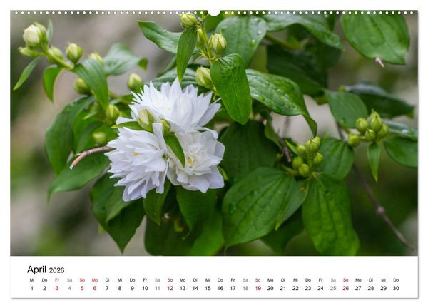 Produktbild: Klosterinsel Reichenau - UNESCO-Welterbe am Bodensee (Wandkalender 2026 DIN A2 quer), CALVENDO Monatskalender