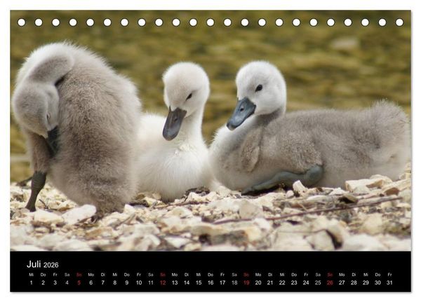 Produktbild: Die Kinderstube der Wasserv&ouml;gel (Tischkalender 2026 DIN A5 quer), CALVENDO Monatskalender