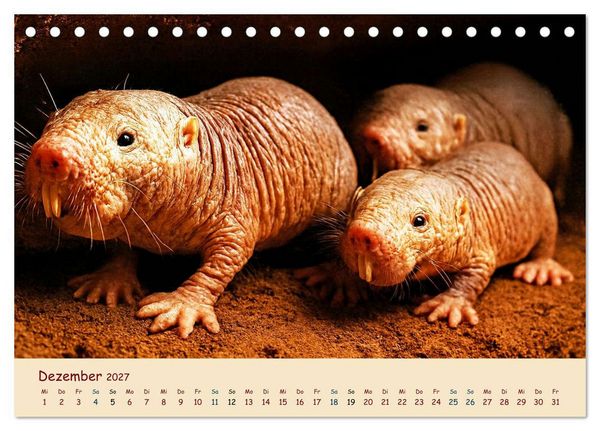 Produktbild: Im Reich der Tunnelbauer - Maulw&uuml;rfe und Nacktmulle, Leben im Verborgenen (Tischkalender 2027 DIN A5 quer), CALVENDO Monatskalender