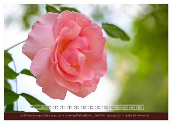 Produktbild: Rosen, Liebe ist (Wandkalender 2026 DIN A4 quer), CALVENDO Monatskalender
