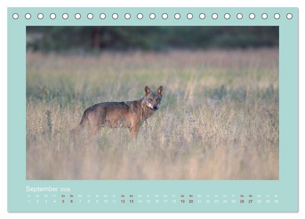 Produktbild: W&ouml;lfe, Impressionen aus der Lausitz (Tischkalender 2026 DIN A5 quer), CALVENDO Monatskalender