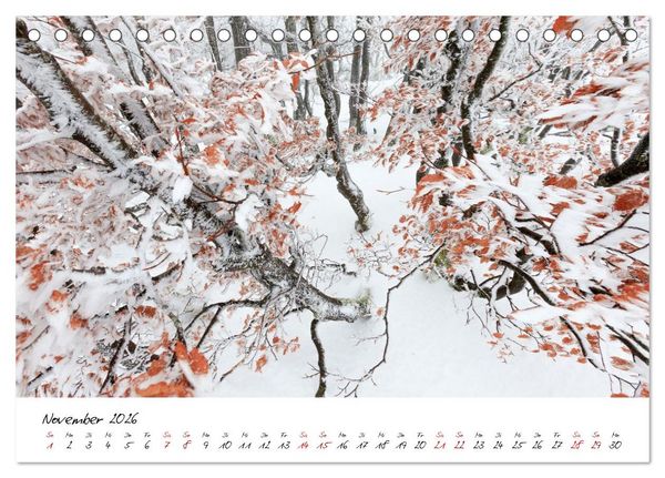 Produktbild: Im Atem der B&auml;ume (Tischkalender 2026 DIN A5 quer), CALVENDO Monatskalender