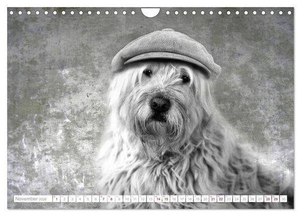 Produktbild: Hund tr&auml;gt Hut (Wandkalender 2026 DIN A4 quer), CALVENDO Monatskalender