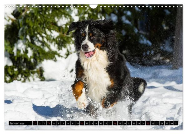 Produktbild: Berner Sennenhunde in Action (Wandkalender 2026 DIN A3 quer), CALVENDO Monatskalender