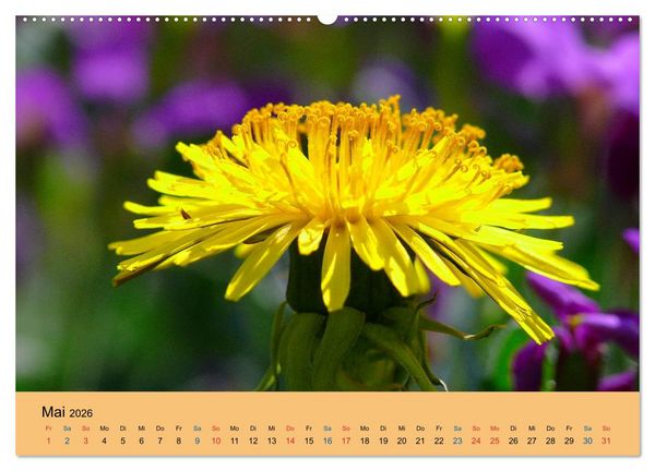 Produktbild: Wildblumen 2026 (hochwertiger Premium Wandkalender 2026 DIN A2 quer), Kunstdruck in Hochglanz