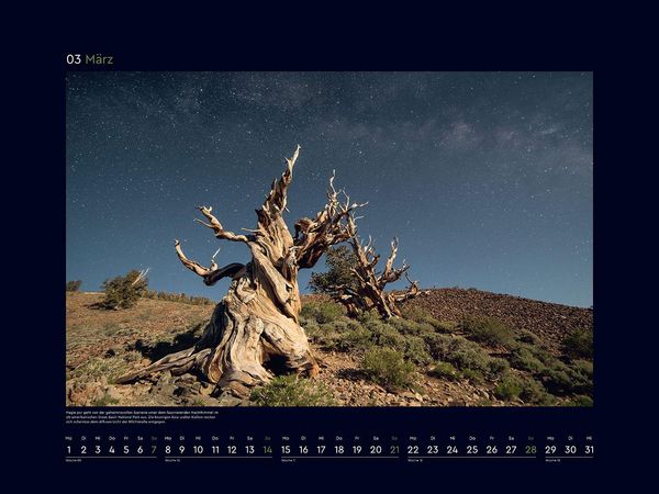 Produktbild: Alte B&auml;ume, Sinnbilder des Lebens - KUNTH Wandkalender 2027
