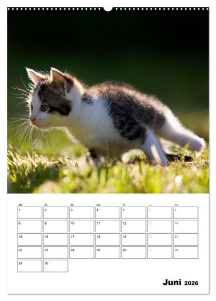 Produktbild: Katzenkinder - Impressionen (Wandkalender 2026 DIN A2 hoch), CALVENDO Monatskalender