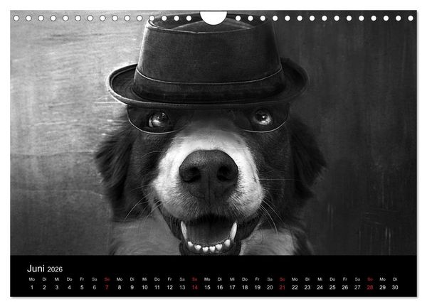 Produktbild: H&uuml;tehunde (Wandkalender 2026 DIN A4 quer), CALVENDO Monatskalender