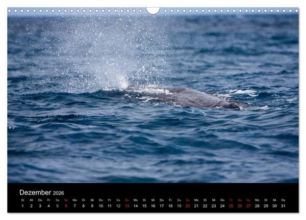 Produktbild: Wale (Wandkalender 2026 DIN A3 quer), CALVENDO Monatskalender