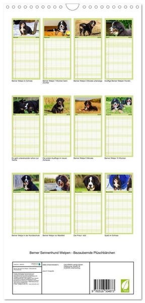 Produktbild: Familienplaner 2026 - Berner Sennenhund Welpen - Bezaubernde Pl&uuml;schb&auml;rchen mit 5 Spalten (Wandkalender, 21 x 45 cm) CALVENDO