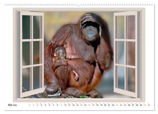 Produktbild: Fenstergucker - tierische Freunde an der Wand (Wandkalender 2026 DIN A2 quer), CALVENDO Monatskalender