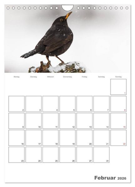 Produktbild: V&ouml;gel im heimischen Garten (Wandkalender 2026 DIN A4 hoch), CALVENDO Monatskalender